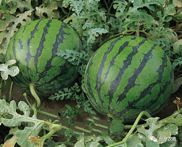 1675666377139943.png 640 (50).png